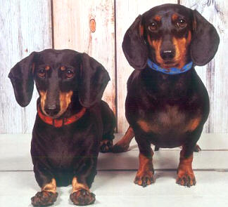 Kenja (l) en Gaia (r)