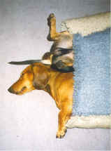 Ulan en Zeppos in diepe rust