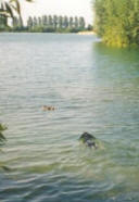 zeppos tijdens watertest